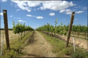 vines2