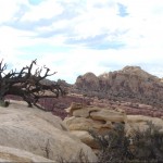 Tree on the hike
