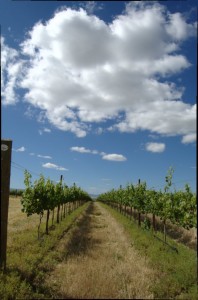 grapevine1